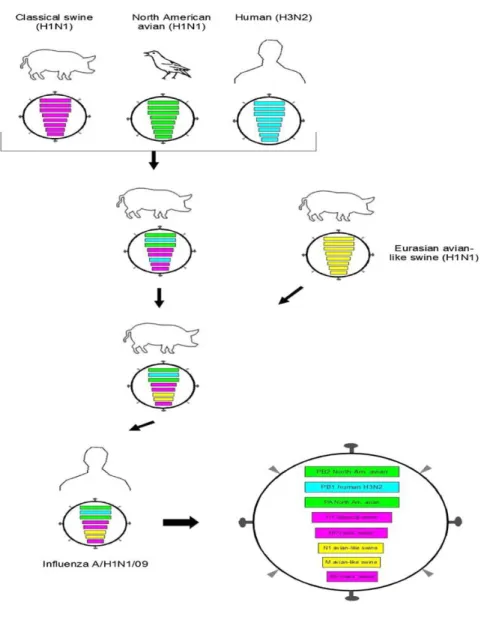 Gambar 2.6. Antigenik shift  (Neumann et al, 2009) 