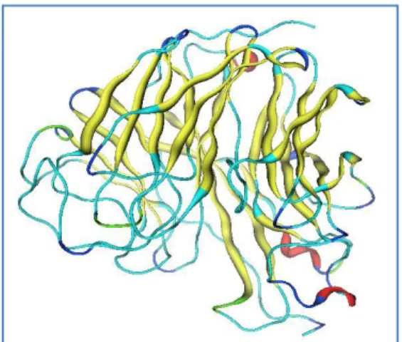 Gambar 4.1. Struktur tiga dimensi hasil homology modeling (MOE 2008.10)  Pada Ramachandran Plot, cluster yang terbentuk dari beberapa residu asam  amino dapat menunjukkan bentuk struktur sekunder protein yang terbentuk
