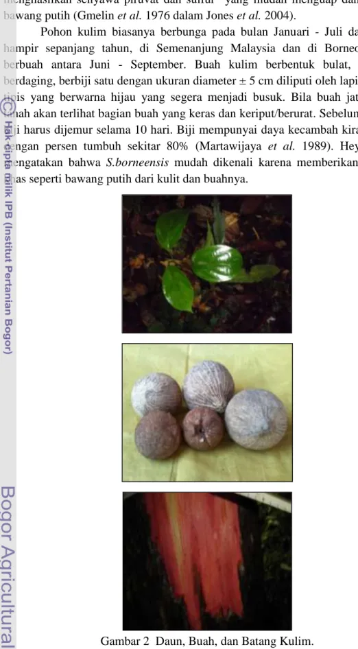 Gambar 2  Daun, Buah, dan Batang Kulim. 