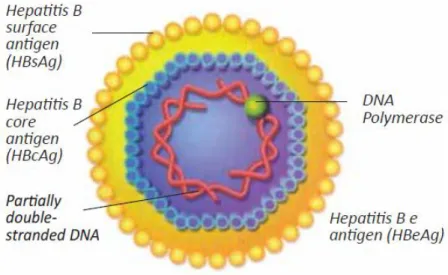 Gambar 3. Struktur virus hepatitis B ( www.biomedika.co.id)