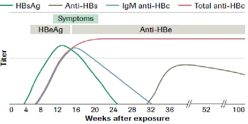 Gambar 7. Imunologi infeksi VHB akut (Sumber: Roche Diagnostic, 2011). 
