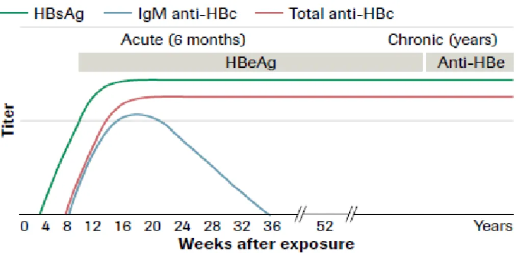 Gambar 8. Imunologi infeksi VHB kronis (Sumber: Roche Diagnostic, 2011). 