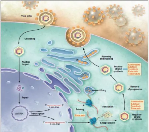 Gambar 4. Patogenesis infeksi virus hepatitis B (Sumber: Dienstag, 2008). 