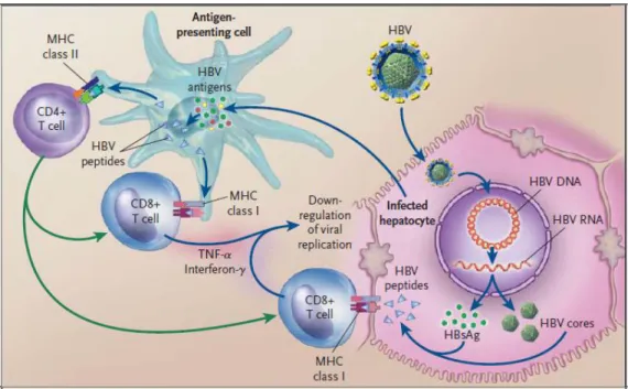 Gambar 5.  Respon imun terhadap virus hepatitis B (Sumber: Ganem et al., 2004) 