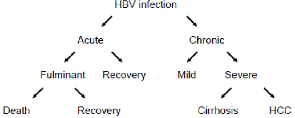 Gambar 6. Infeksi hepatitis B (Sumber: WHO, 2002) 