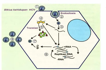 Gambar 2.1. Patogenesis Hepatitis C 