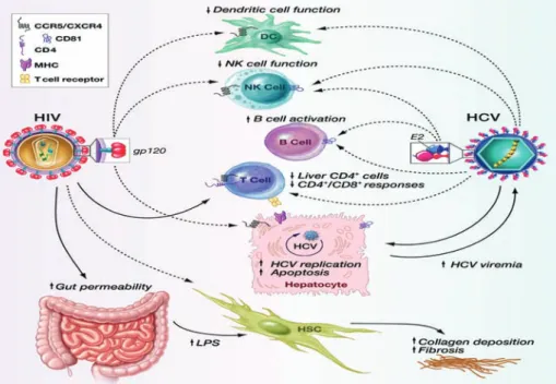 Gambar 1 Mekanisme Interaksi HCV-HIV  10