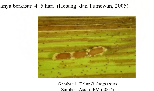 Gambar 1. Telur B. longissima Sumber: Asian IPM (2007) 