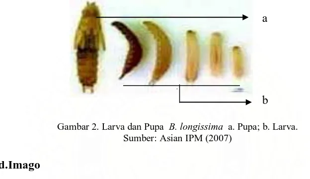 Gambar 2. Larva dan Pupa  B. longissima  a. Pupa; b. Larva. Sumber: Asian IPM (2007) 
