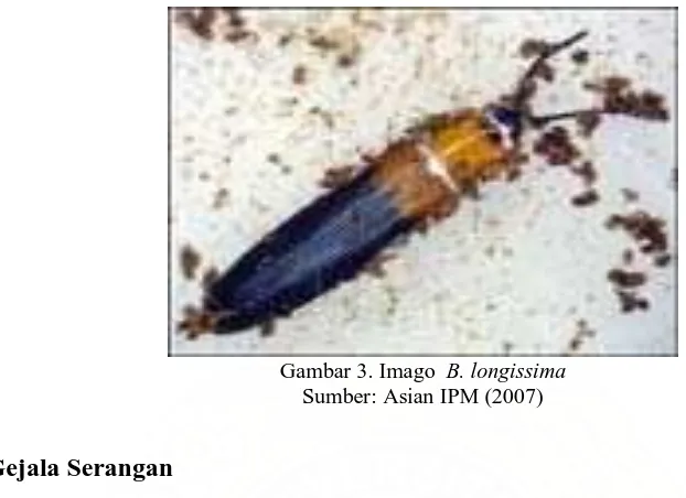 Gambar 4. Gejala Serangan Hama B. longissima Sumber: Asian IPM (2007) 