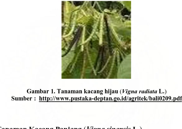 Gambar 1. Tanaman kacang hijau (Vigna radiata L.) Sumber :  http://www.pustaka-deptan.go.id/agritek/bali0209.pdf 