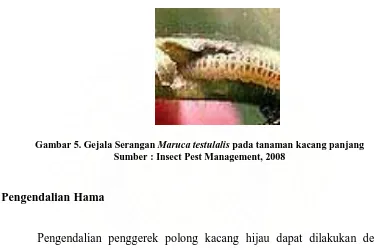 Gambar 5. Gejala Serangan Maruca testulalis pada tanaman kacang panjang Sumber : Insect Pest Management, 2008 