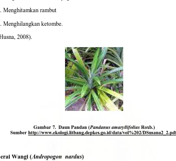 Gambar 7.  Daun Pandan ( Pandanus amaryllifolius Roxb.) Sumber http://www.ekologi.litbang.depkes.go.id/data/vol%202/DSusana2_2.pdf