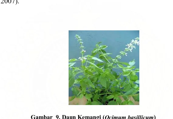 Gambar  9. Daun Kemangi (Ocimum basillicum) Sumber http://balittro.litbang.deptan.go.id/pdf/prospek_atsiri.pdf