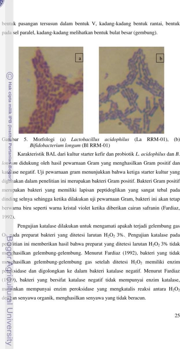 Gambar  5.  Morfologi  (a)  Lactobacillus  acidophilus  (La  RRM-01),  (b)  Bifidobacterium longum (Bl RRM-01) 