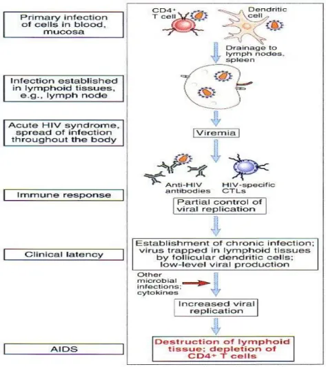 Gambar 4.  Patogenesis infeksi HIV  Dikutip dari kepustakaan 24 