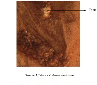 Gambar 1,Telur Lasioderma serricorne                                       