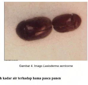 Gambar 4. Imago Lasioderma serricorne 