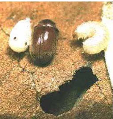 Gambar Gejala Serangan Lasioderma serricorne                           Sumber : http;//www.insectslimited.com/Herbarium/pest/control htm,   
