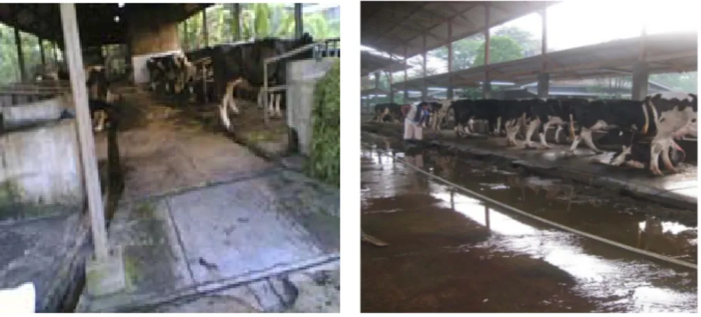 Gambar 7. Lantai Kandang pada Peternakan Eco Farm (a) dan KWI (b)  Kandang isolasi sapi digunakan untuk memisahkan sapi-sapi yang diduga  terserang penyakit agar sapi lain tidak tertular