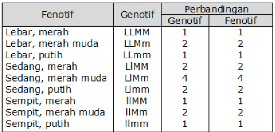 Tabel 4.  Perbandingan Genotif dan Fenotif F2   pada Persilangan Dihibrida Dominansi Tidak Penuh
