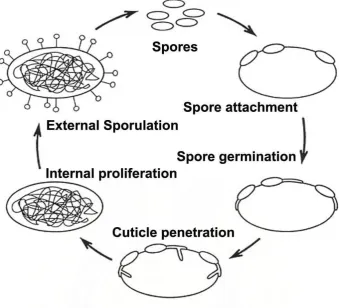 Gambar 7. Proses infeksi jamur entomopatogen ke tubuh serangga Sumber : http://www.invasive.org/hwa/pathogens.cfm 