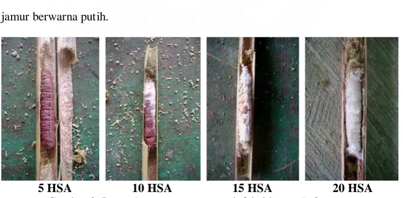 Gambar 8. Larva        10 HSA  P. castanae 