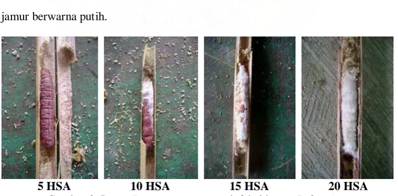 Gambar 8. Larva        10 HSA  P. castanae 