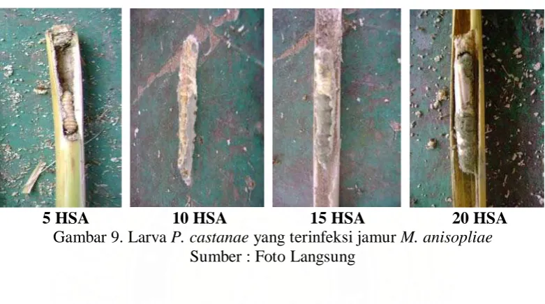 Gambar 9. Larva       10 HSA P. castanae 