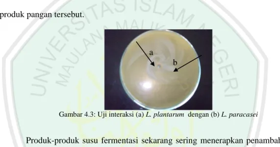 Gambar 4.3: Uji interaksi (a) L. plantarum  dengan (b) L. paracasei  