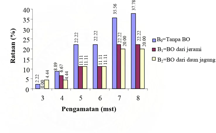 Gambar 6 : Histogram pengaruh pemberian bahan organik terhadap persentase serangan P. maydis  