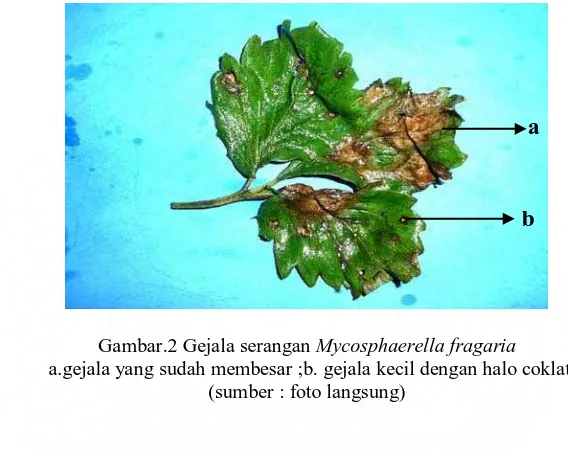 Gambar.2 Gejala serangan Mycosphaerella fragaria  a.gejala yang sudah membesar ;b. gejala kecil dengan halo coklat  