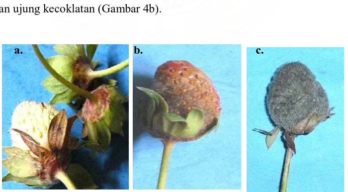 Gambar 4. Gejala serangan  Botrytis cinerea  pada kelopak buah ; b. koloni jamur pada buah yang hampir matang;  