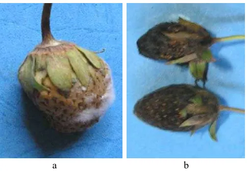 Gambar 6. Gejala serangan Rhizopus stolonifera. pada buah tua dengan micellium putih; b