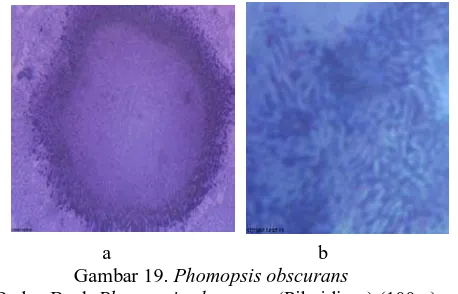 Gambar 19. Phomopsis obscuransa.Badan Buah  Phomopsis obscurans (Piknidium) (100 x);  b