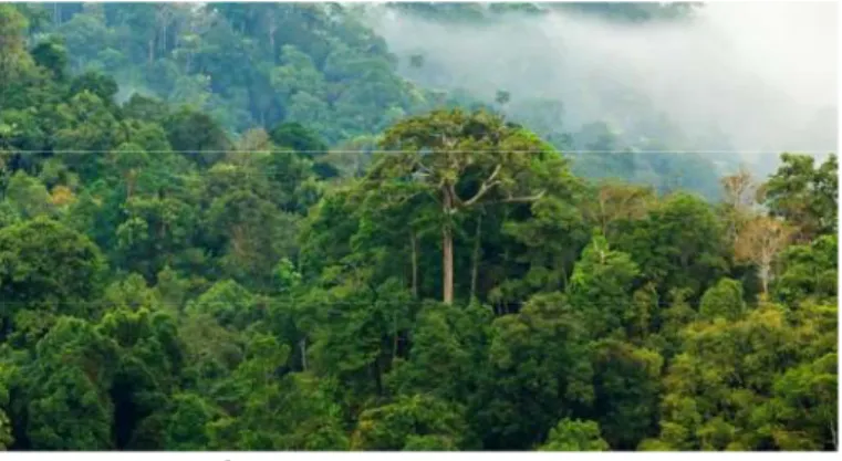 Gambar 4. Hutan Hujan Tropis  Sumber : diction.id  2)  Bioma Gurun 