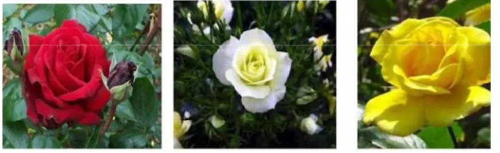 Gambar 2.  Berbagai variasi warna bunga mawar   Sumber :  seputarbahan.me 