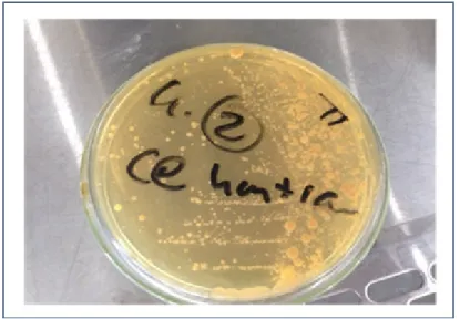 Gambar 1. Isolat Lactobacillus plantarum Hasil uji biokimia pada tabel 1, menunjukkan 