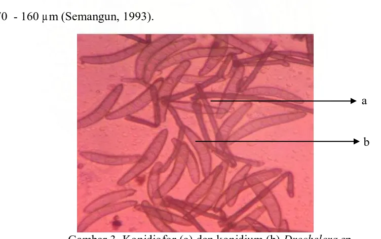 Gambar 3. Konidiofor (a) dan konidium (b) Drechslera sp. Sumber : Pengamatan di Mikroskop Perbesaran 40x 