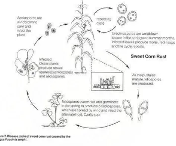 Gambar 7 : Siklus hidup Puccinia sorghi Sumber : http://vegetablemdonline.ppath.cornell.edu  