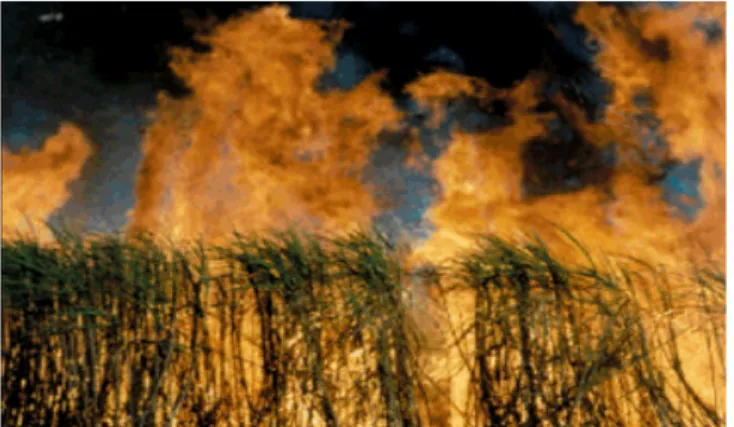 Gambar 1  Pembakaran serasah tebu sebelum panen (Ripoli 2000). 