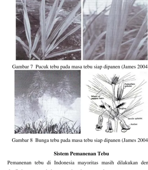 Gambar 7  Pucuk tebu pada masa tebu siap dipanen (James 2004). 