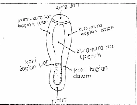 Gambar 1. Bagian Perkenaan Kaki pada Bola  (Sukatamsi, 2001:241) 