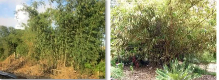 Gambar 1a. Bambu Petung  Gambar 1b. Bambu Tali  2.  Tanaman Hias 