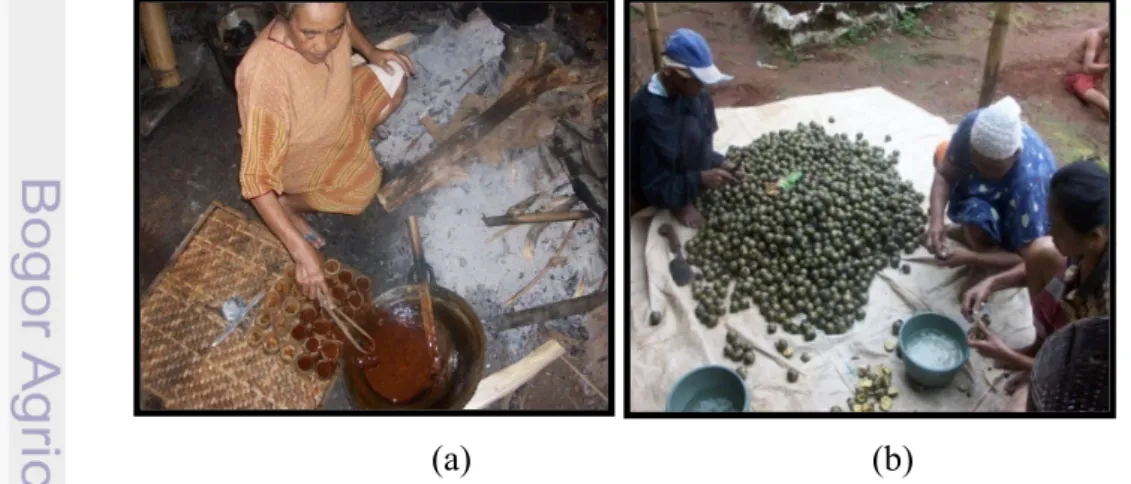 Gambar 8   Contoh pengelolaan tumbuhan yang dilakukan oleh jenis kelamin                      perempuan di rumah (a) pembuatan gula aren (b) pembuatan kolang                      kaling