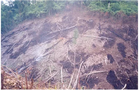 Gambar 6  Pembakaran Hutan untuk Penanaman Padi Ladang. 
