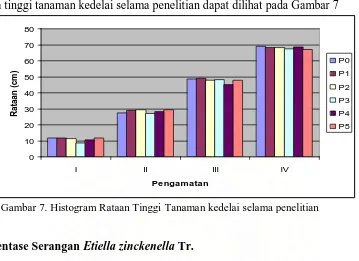 Tabel 3. Rataan Persentase Serangan (%)  E.zinckenella pada pengamatan 51, 58, 65 dan 72 hst