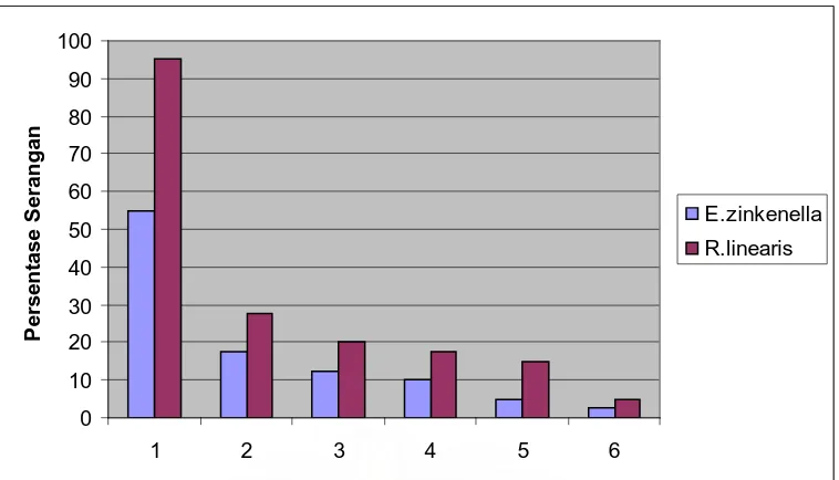 Gambar 10.  Perbandingan tingkat persentase serangan E.zinckenella dan R. linearis pada pengamatan terakhir 