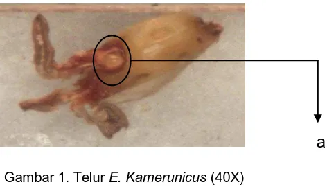 Gambar 2. Larva E. Kamerunicus (40X) 