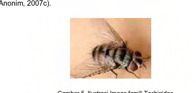 Gambar 5. Ilustrasi Imago famili Tachinidae Sumber : http://www.brisbaneinsects.com/brisbane_tachinids/Tachininae/html.(Diakses tanggal 29 Februari 2008) 